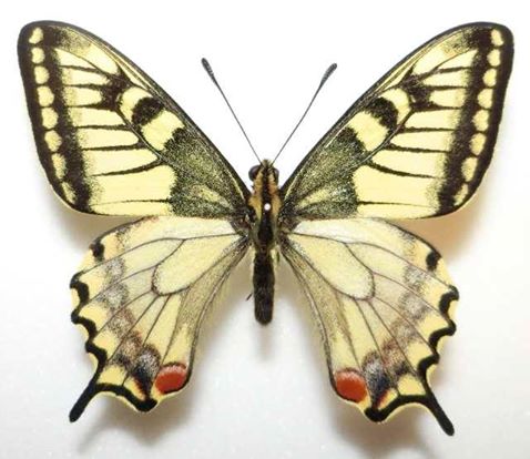 Papilio machaon (Aberration, Japan) (Internet Image property of respective owner, non-commercial use only)